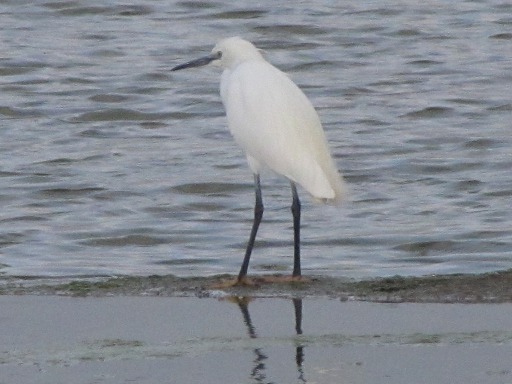 Aigrette